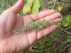 Symphyotrichum ericoides