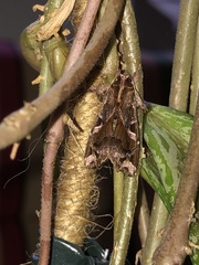 Callopistria floridensis