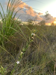 Philotheca queenslandica