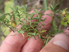 Symphyotrichum ericoides