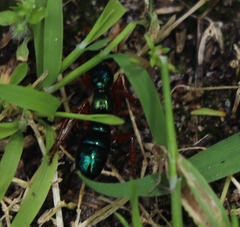 Diamma bicolor