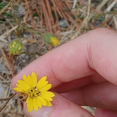 Hemizonia congesta lutescens