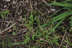 Diamma bicolor