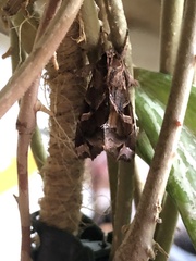 Callopistria floridensis