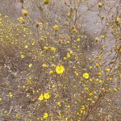 Hemizonia congesta lutescens