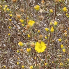 Hemizonia congesta lutescens