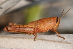 Schistocerca rubiginosa