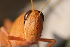 Schistocerca rubiginosa