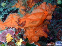 Spirastrella cunctatrix