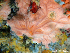 Spirastrella cunctatrix