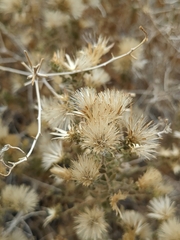Brickellia microphylla