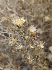 Brickellia microphylla