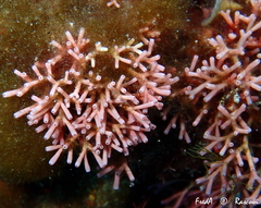 Tricleocarpa fragilis