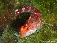 Tripterygion delaisi