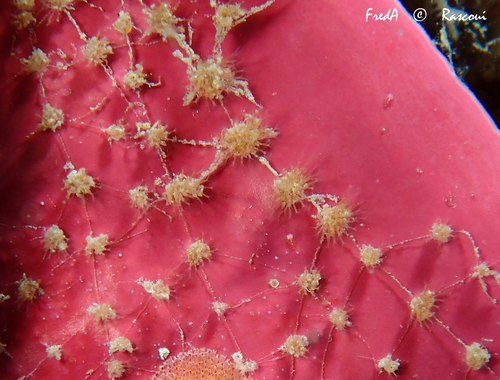 Representative image of Walkeria tuberosa