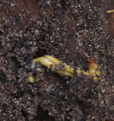 Fletchamia mediolineata