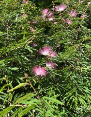 Calliandra selloi