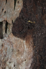 Fletchamia mediolineata