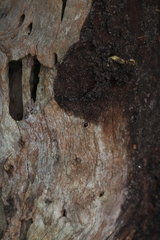 Fletchamia mediolineata