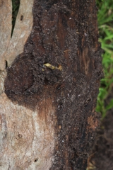 Fletchamia mediolineata