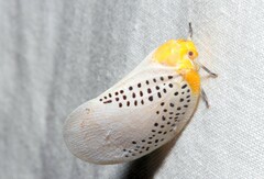 Poekilloptera phalaenoides