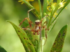 Araneus thaddeus