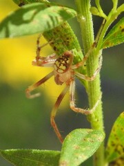 Araneus thaddeus