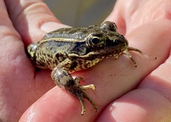 Rana draytonii