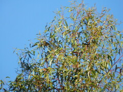 Rauenia bonariensis