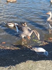 Anser anser domesticus × anser cygnoides domesticus