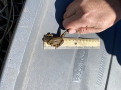 Rana draytonii