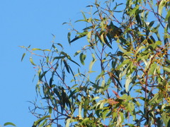 Rauenia bonariensis