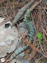 Gerrhonotus liocephalus