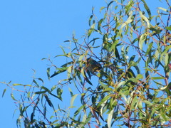 Rauenia bonariensis