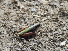 Epipodisma pedemontana