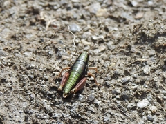Epipodisma pedemontana