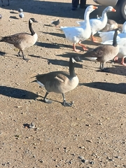 Branta canadensis