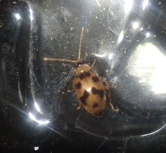 Afromaculepta decemmaculata