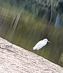 Egretta thula