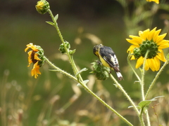 Spinus psaltria