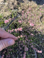 Eriogonum gracile