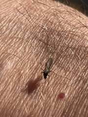 Aedes vexans