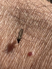 Aedes vexans