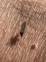 Aedes vexans
