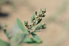 Polygonum aviculare