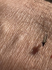 Aedes vexans