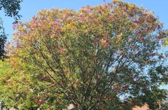 Photinia serratifolia