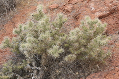 Cylindropuntia echinocarpa