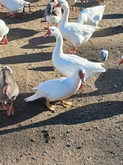 Cairina moschata domestica