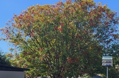 Photinia serratifolia